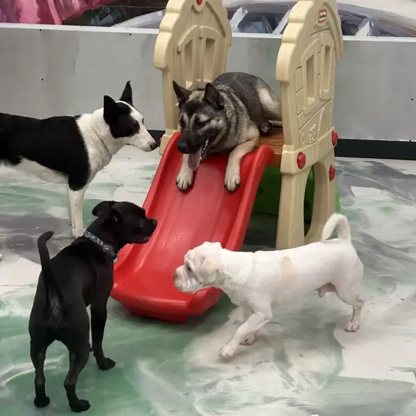 Small group dog daycare session at K9 Rox Club